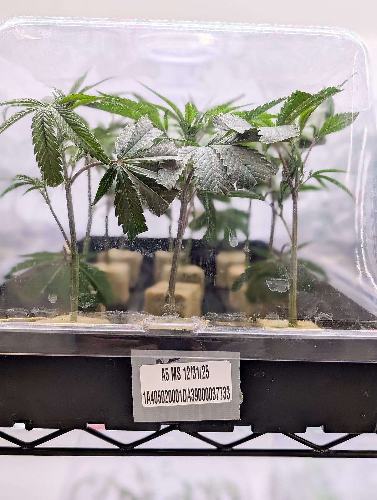 Michigan-Cannabis-Grow-Tour-Photographer-Julie-Mikos-Growing-Pains-Brand-5.jpg
