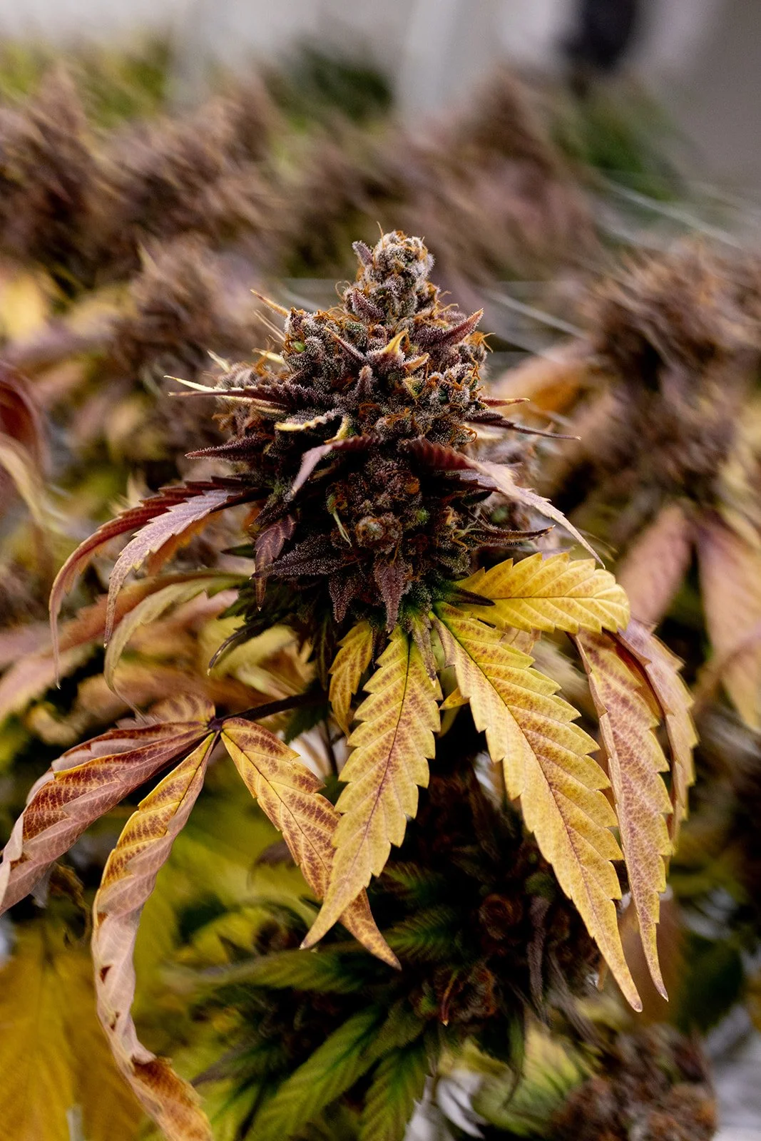 Fine-Art-Cannabis-Photography-Julie-Mikos-West-Michigan-89_websize.jpg