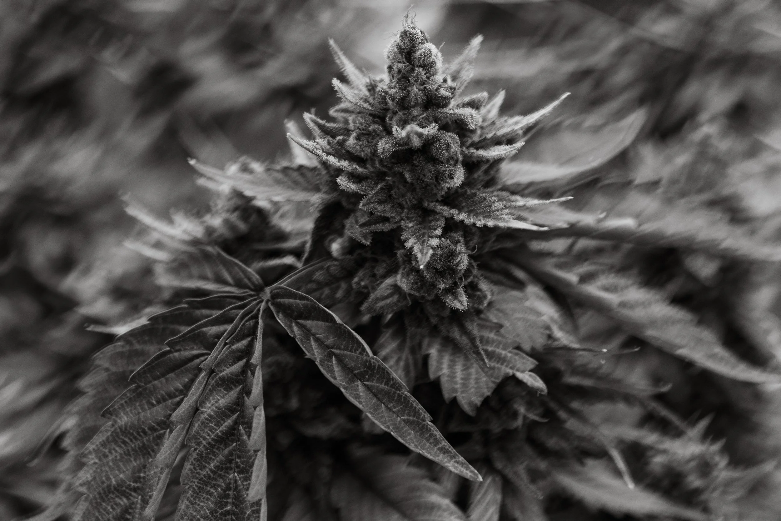 Fine-Art-Cannabis-Photography-Julie-Mikos-West-Michigan-74.jpg
