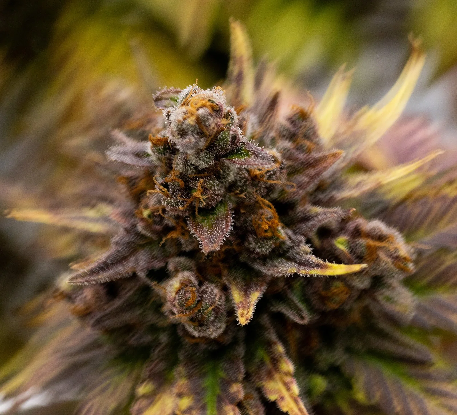 Fine-Art-Cannabis-Photography-Julie-Mikos-West-Michigan-61.jpg