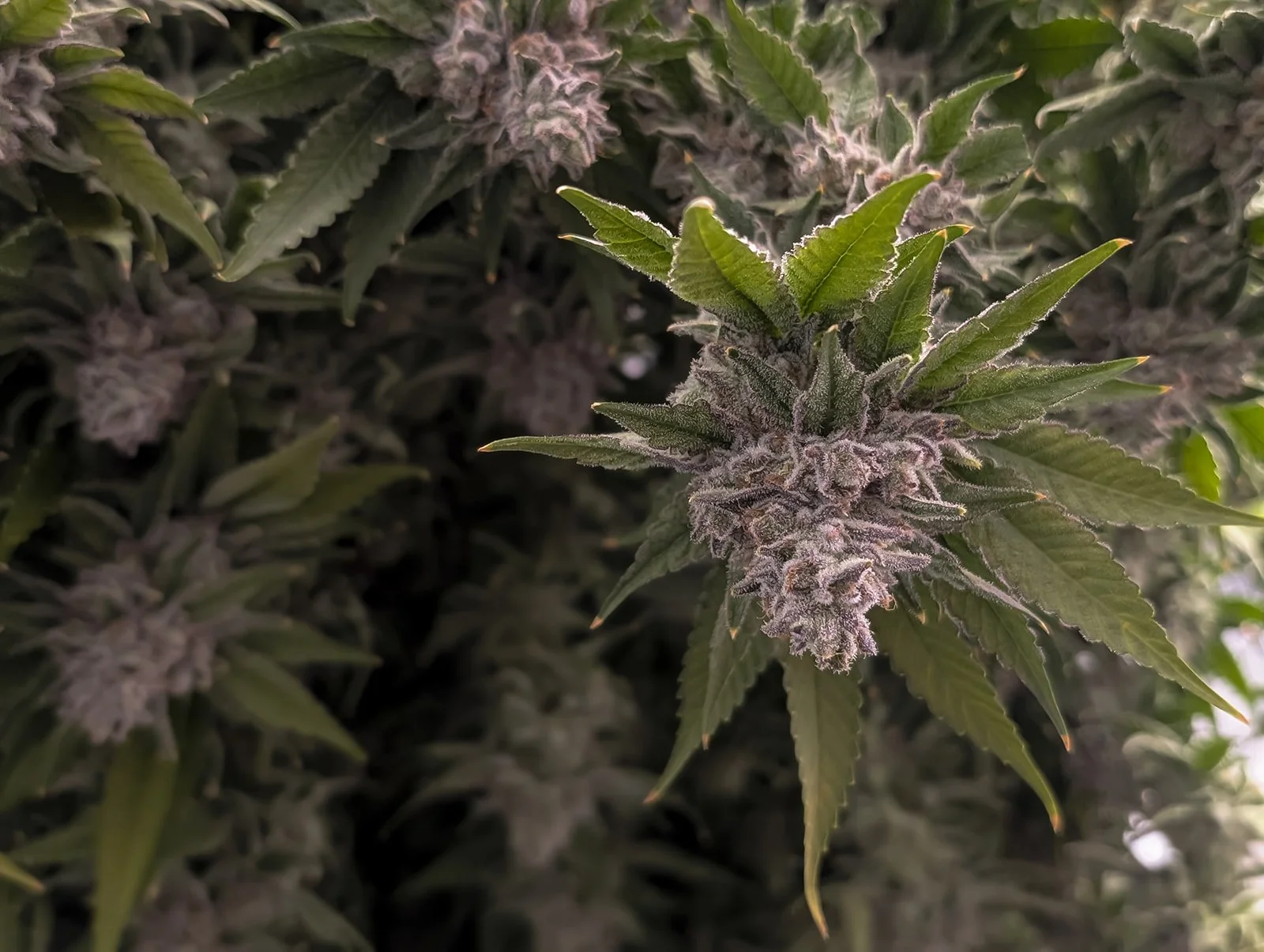 Fine-Art-Cannabis-Flower-Photography-Julie-Mikos-West-Michigan-13.jpg