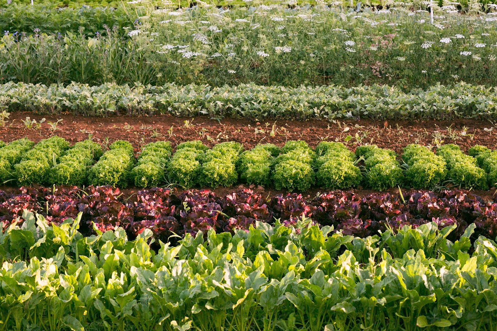 Lifestyle-Brand-Editorial-Farm-Photography-Julie-Mikos-Midwest-West-Michigan-245.jpg