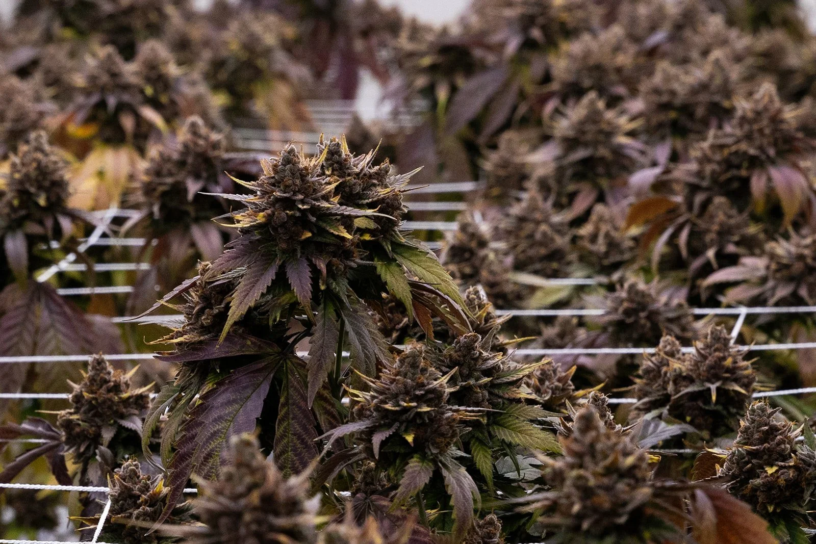 Michigan-Cannabis-Grow-Flower-Photographer-Julie-Mikos-Midwest-105.jpg