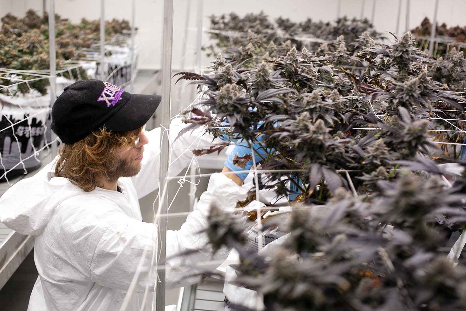 Michigan-Cannabis-Grow-Flower-Photographer-Julie-Mikos-Midwest-26.jpg