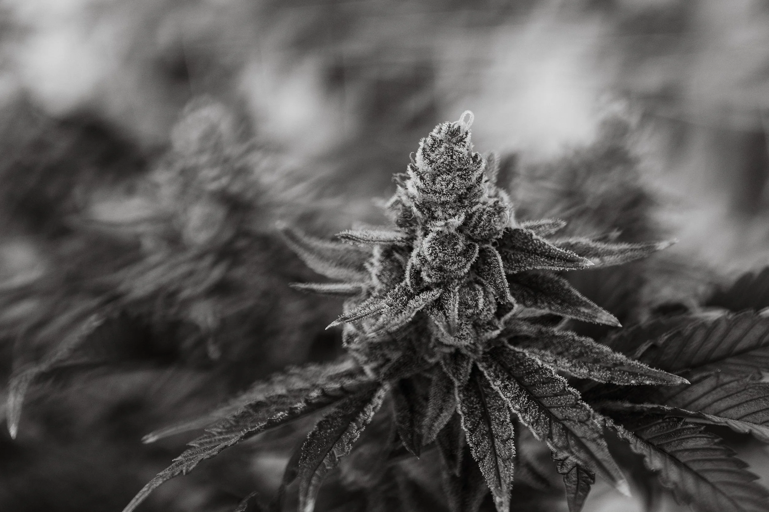 Fine-Art-Cannabis-Photography-Julie-Mikos-West-Michigan-38.jpg