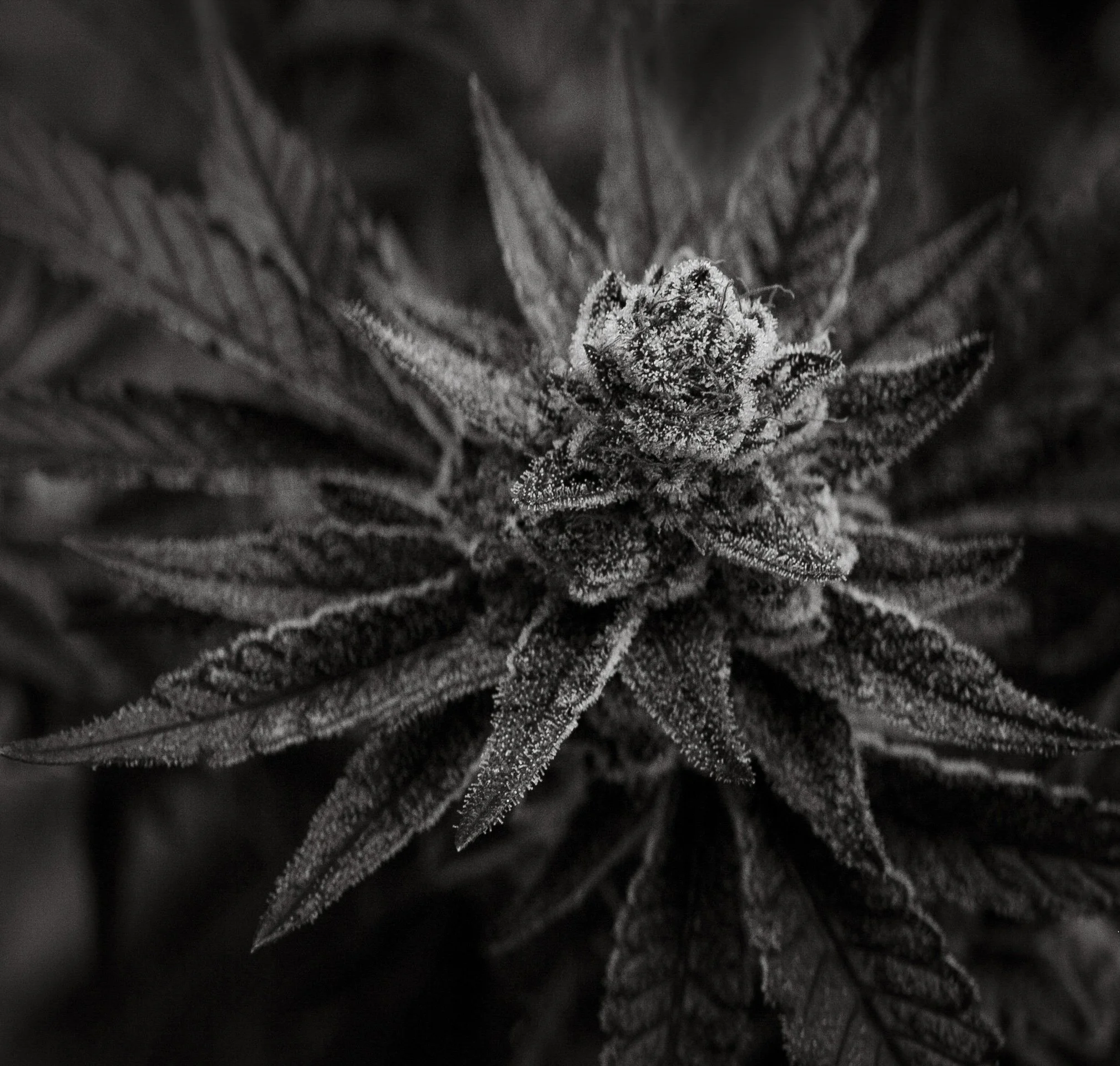 Fine-Art-Cannabis-Photography-Julie-Mikos-West-Michigan-14.jpg