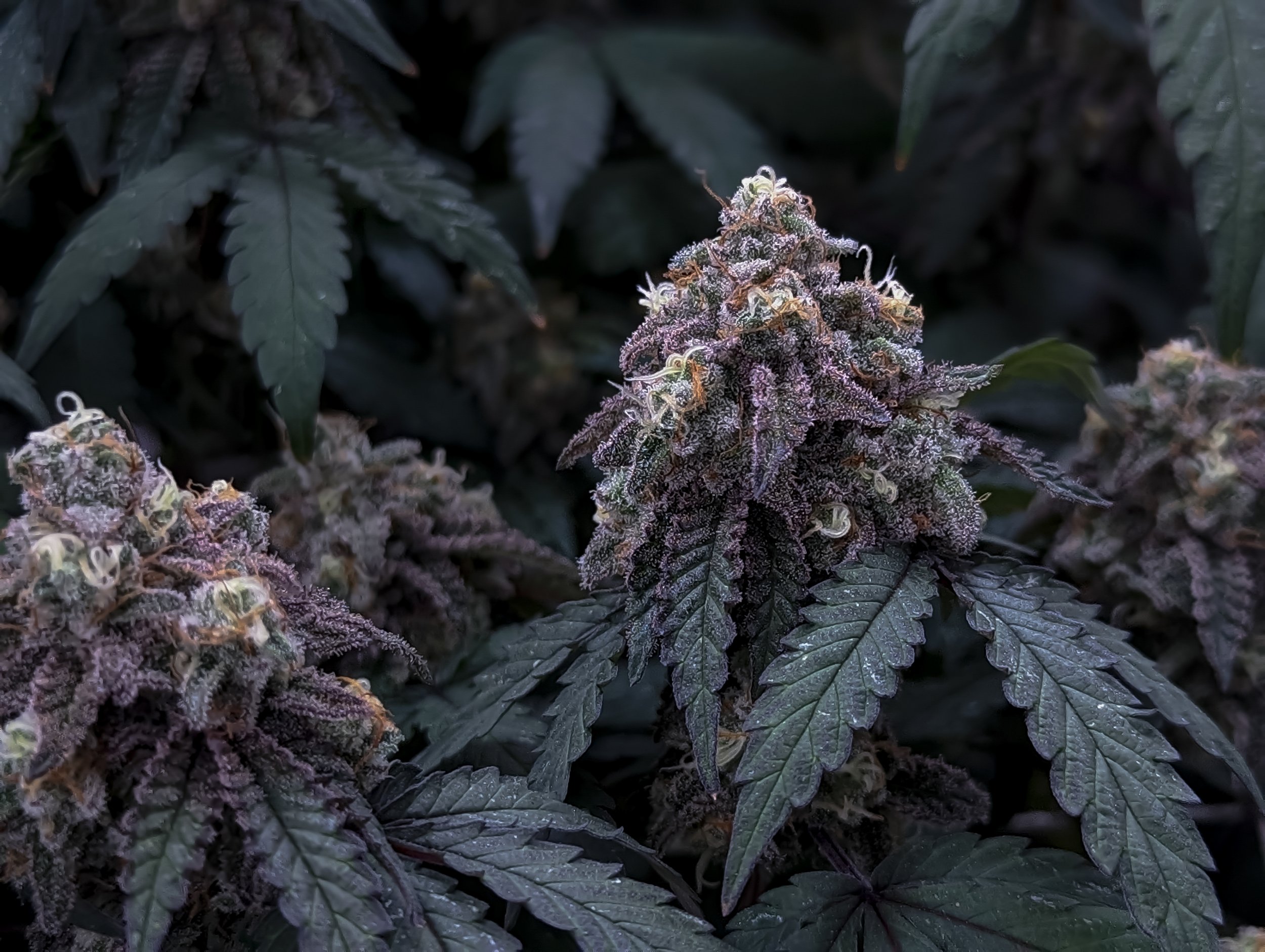 Fine-Art-Cannabis-Photography-Julie-Mikos-West-Michigan-6.jpg