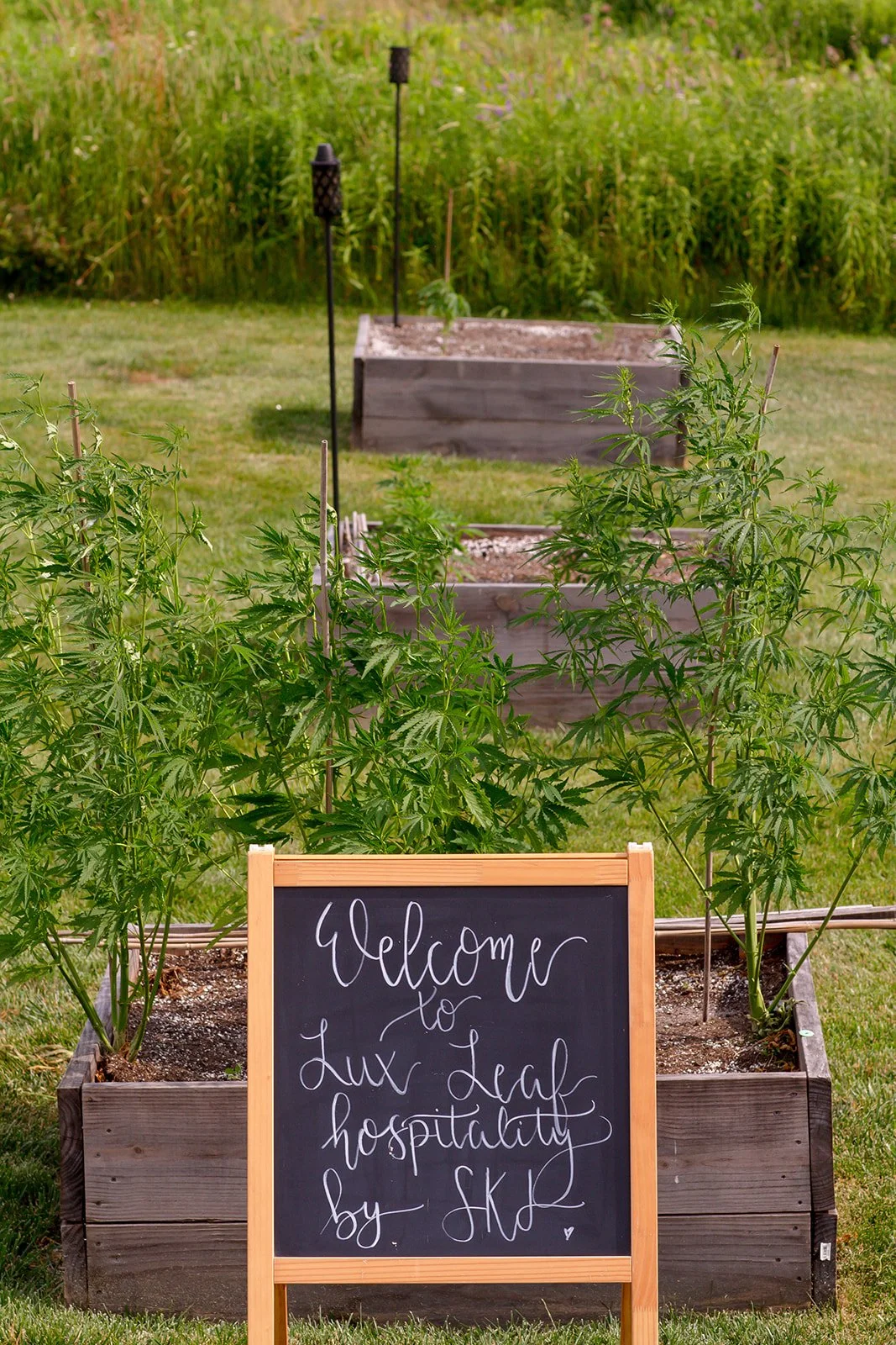 A garden with cannabis plants in wooden planters, and a black chalkboard sign that reads 'Welcome to Lux Leaf hospitality by SKL'.