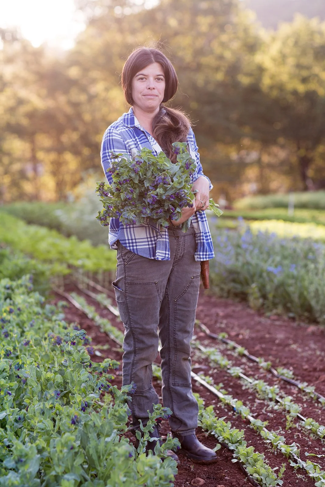 A woman holding a bunch of leafy greens in a vegetable garden during sunset.