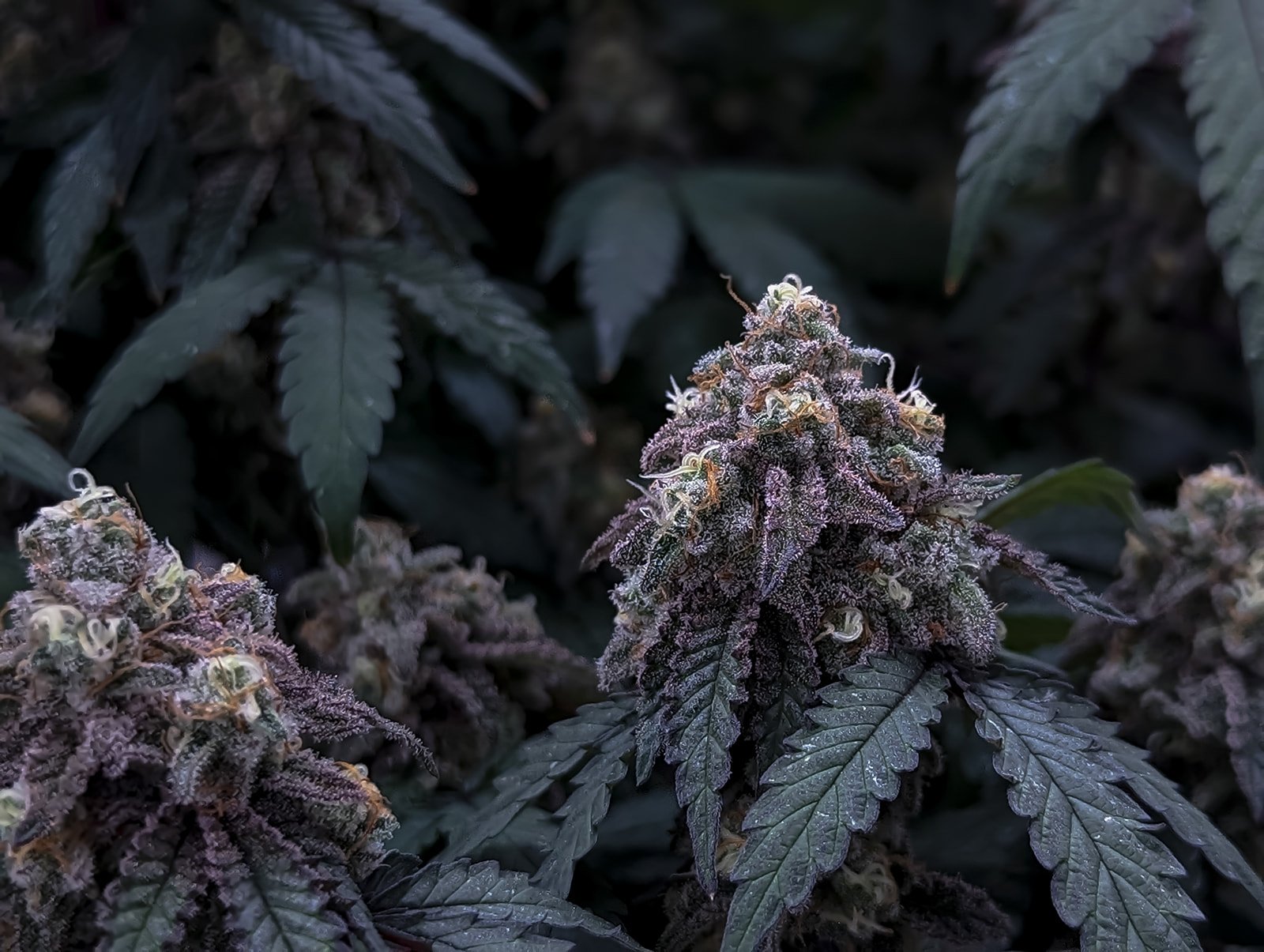 Midwest-Cannabis-Grow-Photography-Julie-Mikos-Michigan-2.jpg