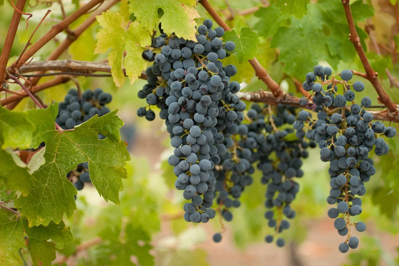 West-Michigan-Winery-Event-Photographer-Julie-Mikos-Tasting-Event-16.jpg