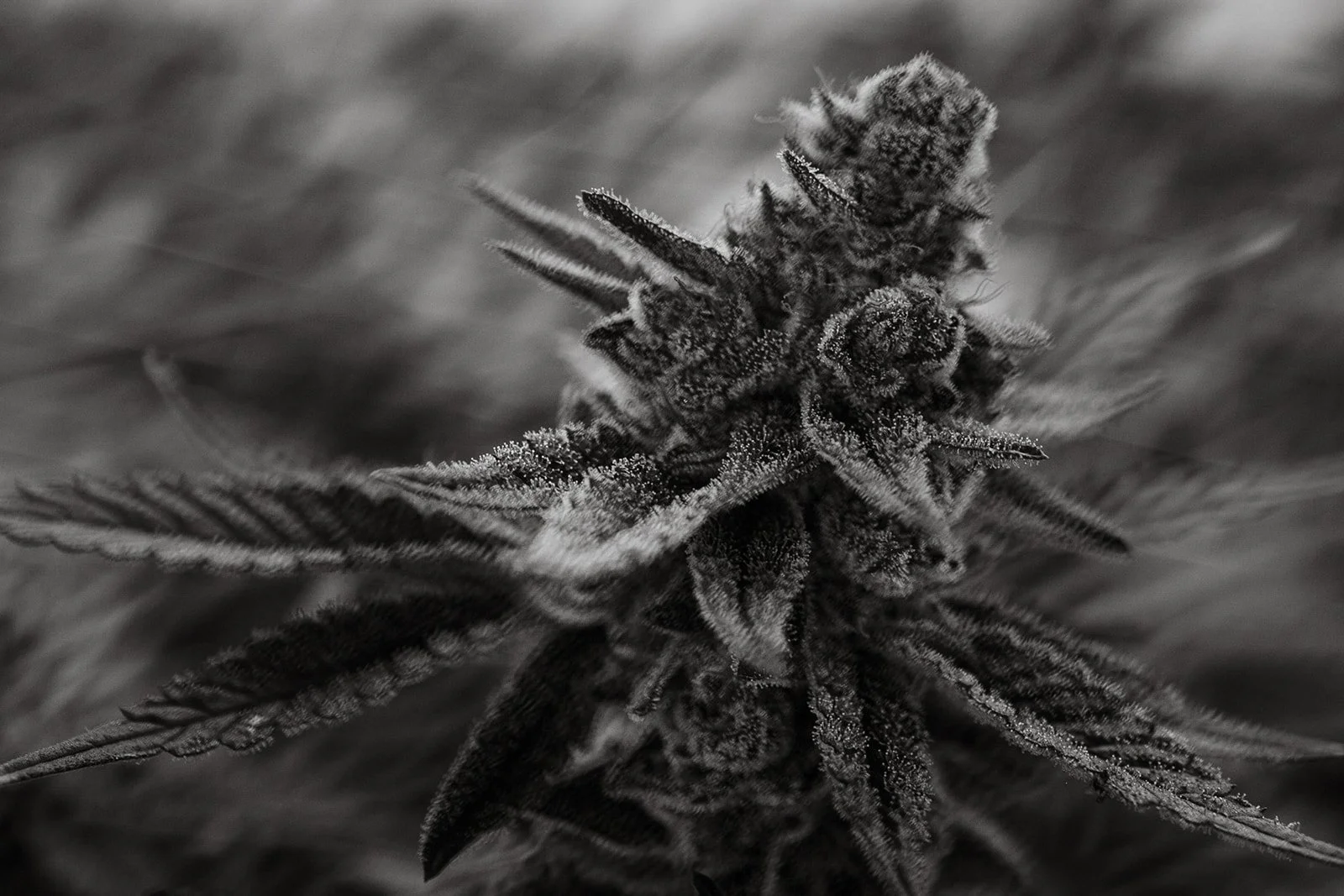 Fine-Art-Cannabis-Photography-Julie-Mikos-West-Michigan-29_websize.jpg
