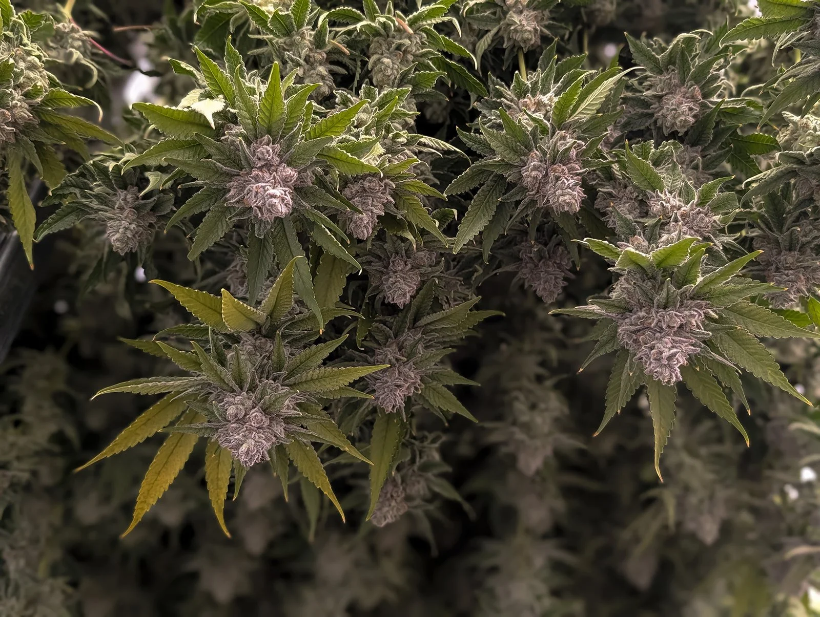 Fine-Art-Cannabis-Flower-Photography-Julie-Mikos-West-Michigan-15.jpg