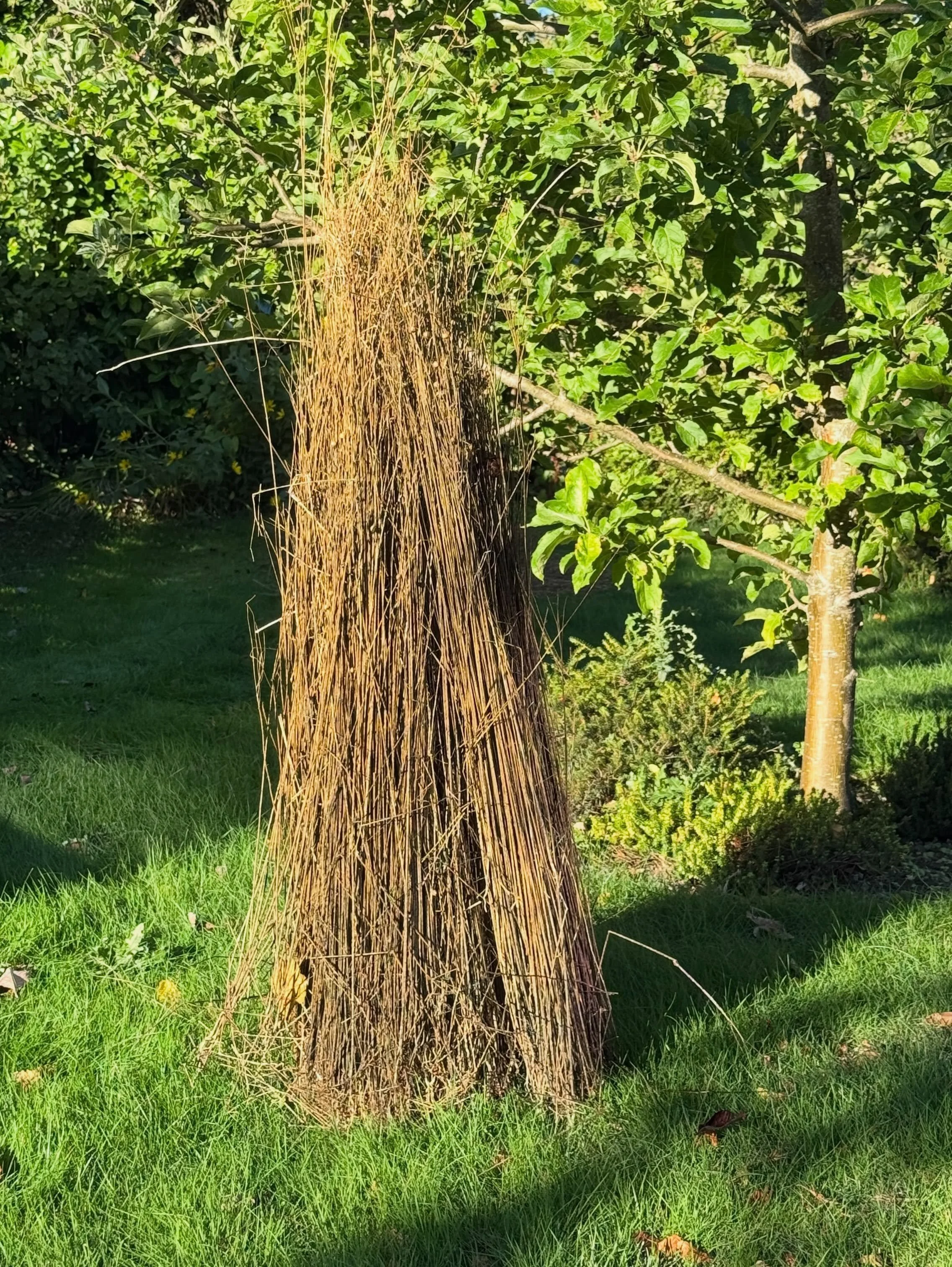Flax grown at @knaresboroughforestpark ~Doesn&rsquo;t it look beautiful in the September sun. It has been dew retting on my lawn and I think it&rsquo;s done as the outer bark is coming away easily to reveal the fibres. I&rsquo;ll dry it off so we can