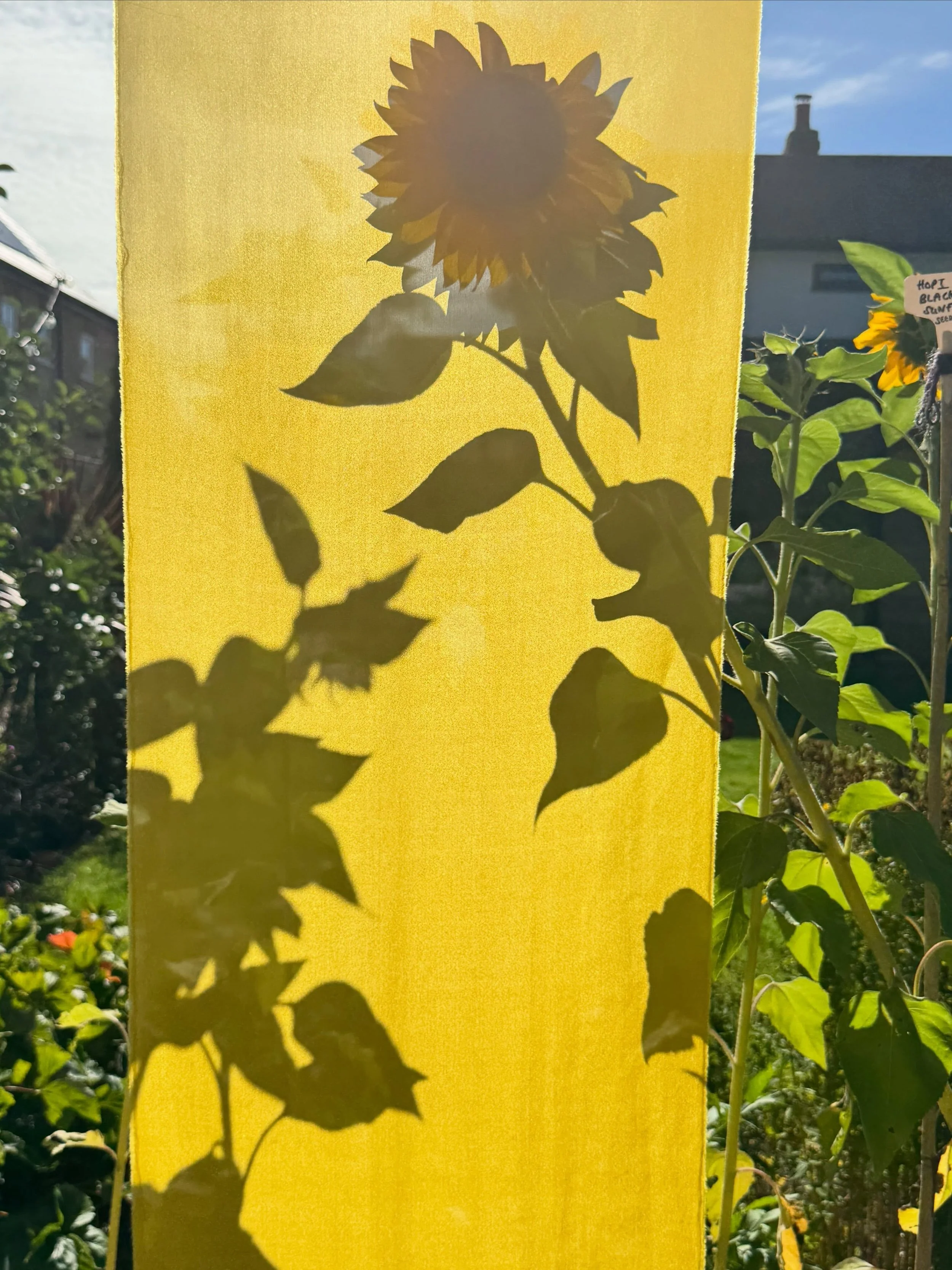 Late Summer Shadows ~ On silk dyed with Buddleia 💛🧡🌻 🦋 I am supposed to be doing something else but I got distracted!! 

#autumnequinox
#creativepractice
#naturaldyeing
#botanicalcolour
#textileart