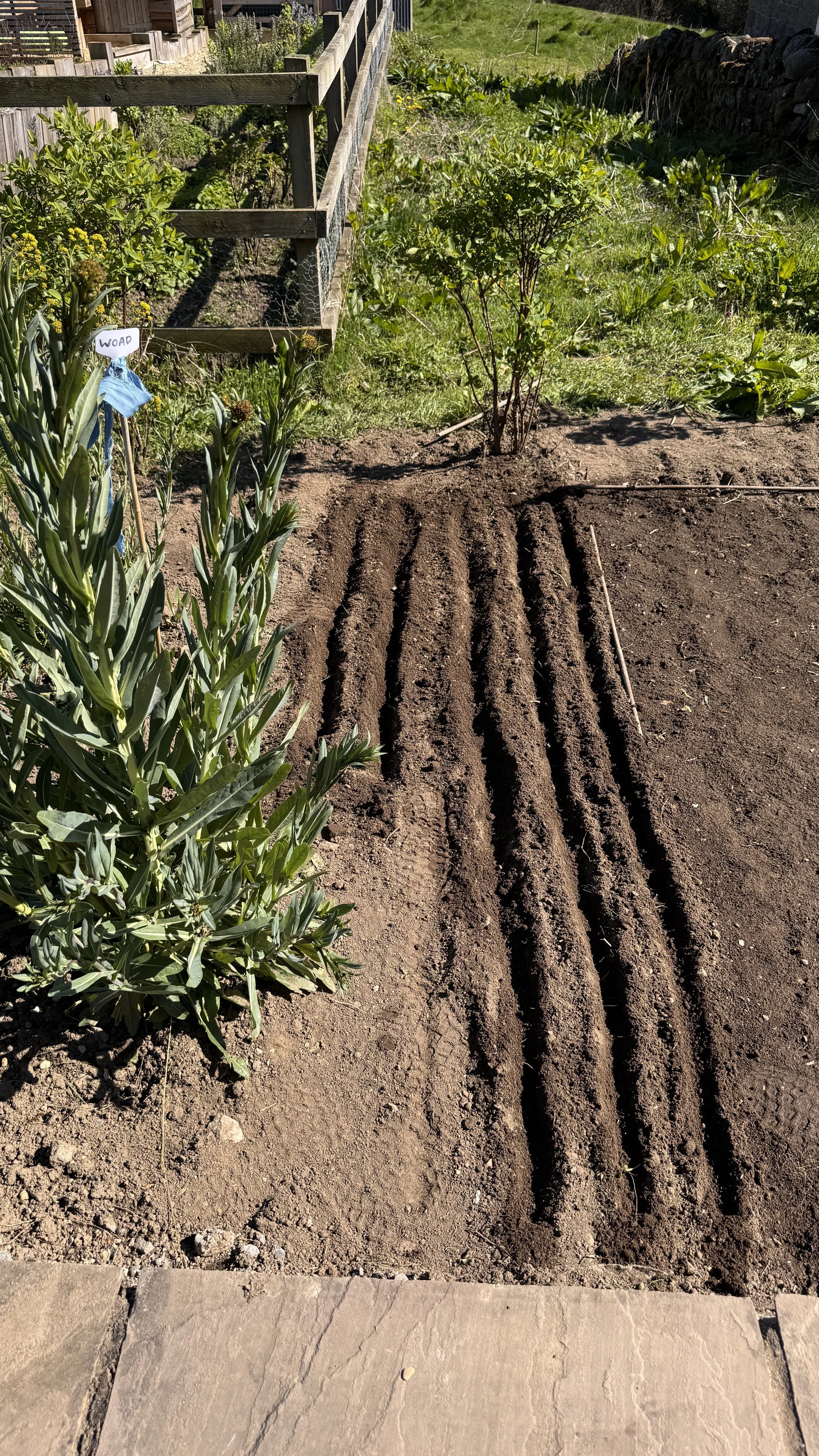 A garden with freshly tilled soil ready for planting. Several rows of soil are visible, with a small bush or shrub and some green plants along the edge. In the background, there's a raised bed enclosed with a wooden fence, and a sign with the word 'W