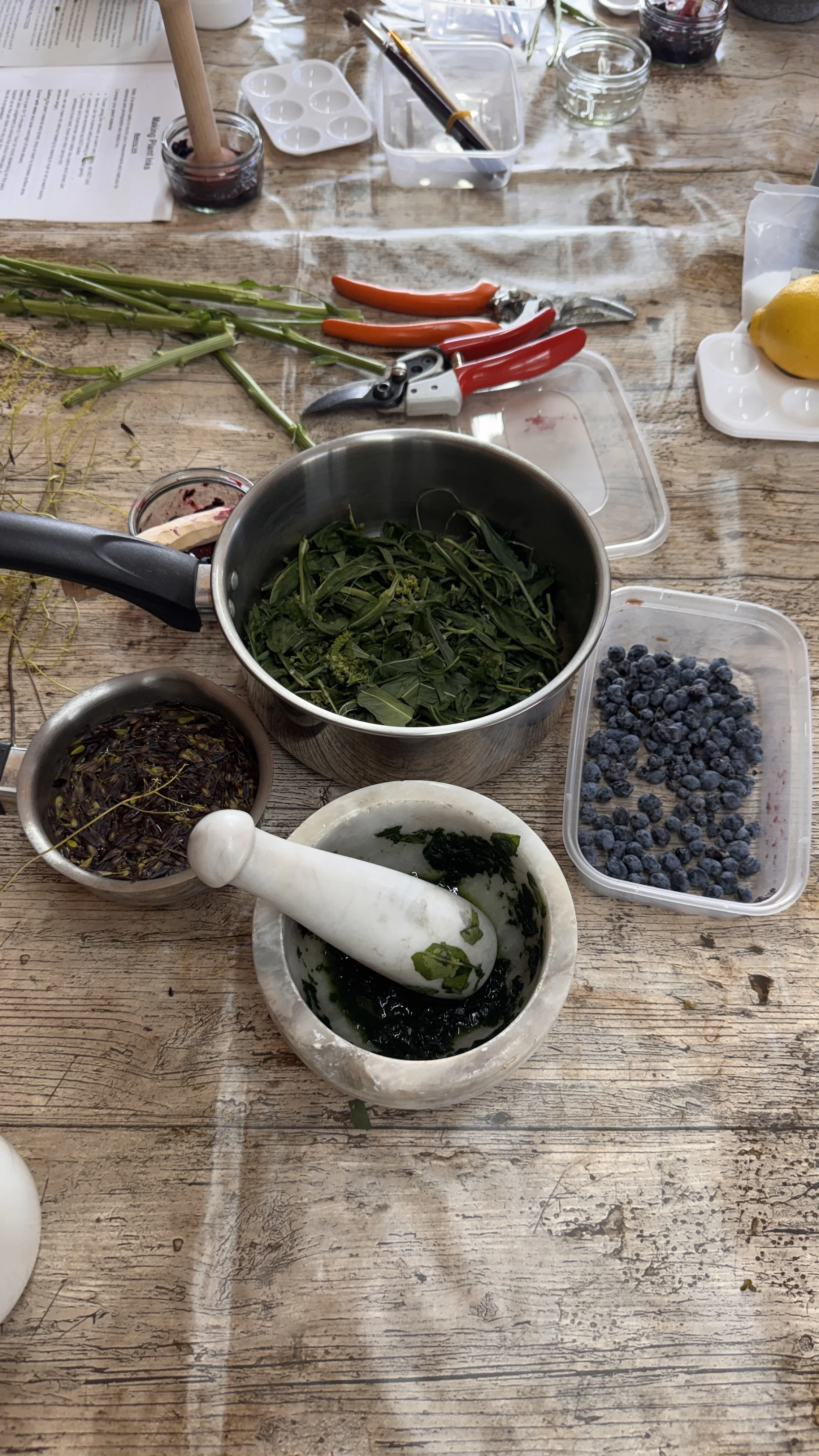 A wooden table with various fresh herbs, blueberries, kitchen tools, and containers for a cooking or herbal preparation process.