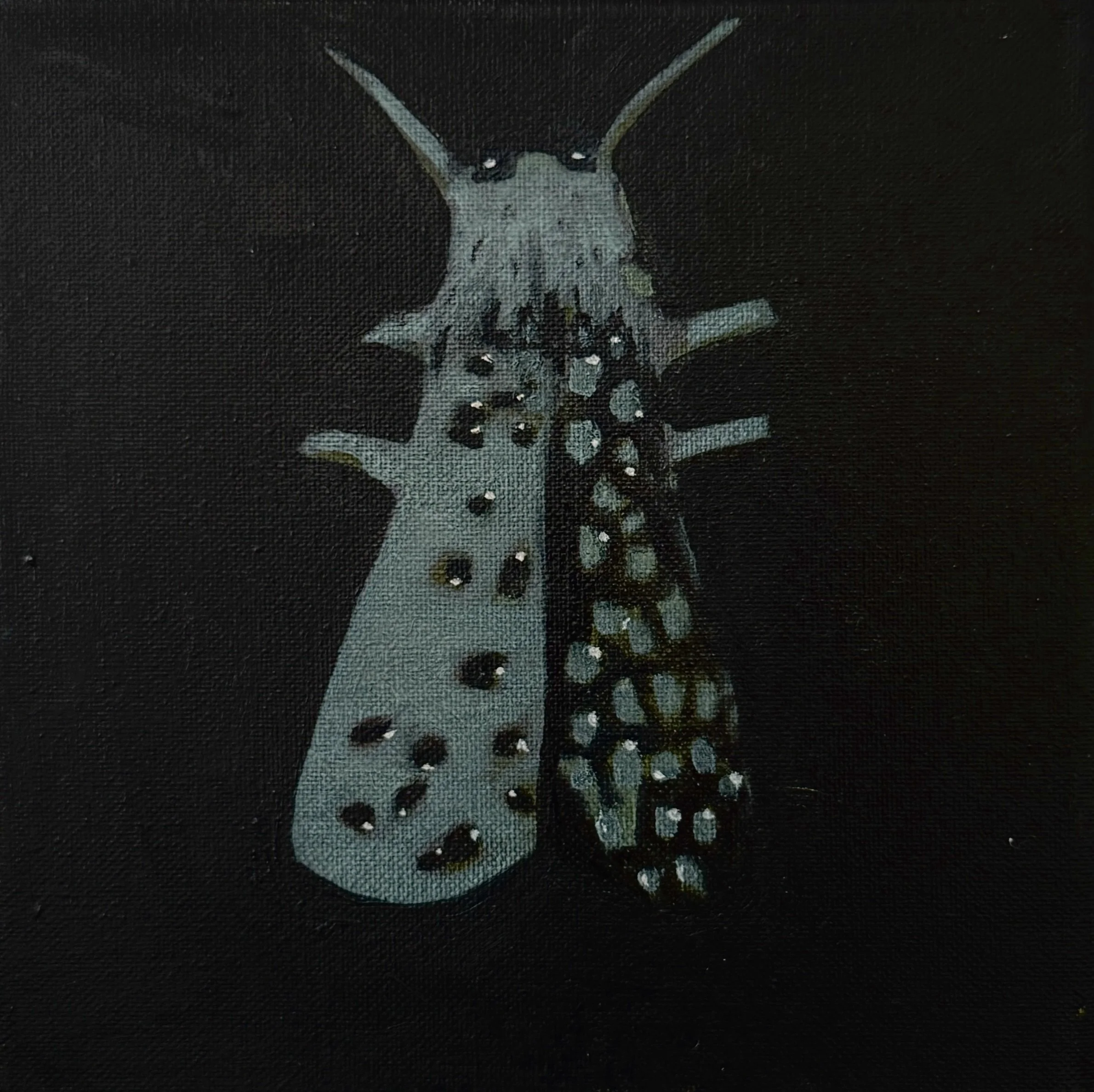 Moth 2
Oil on canvas
8 × 8"
$300