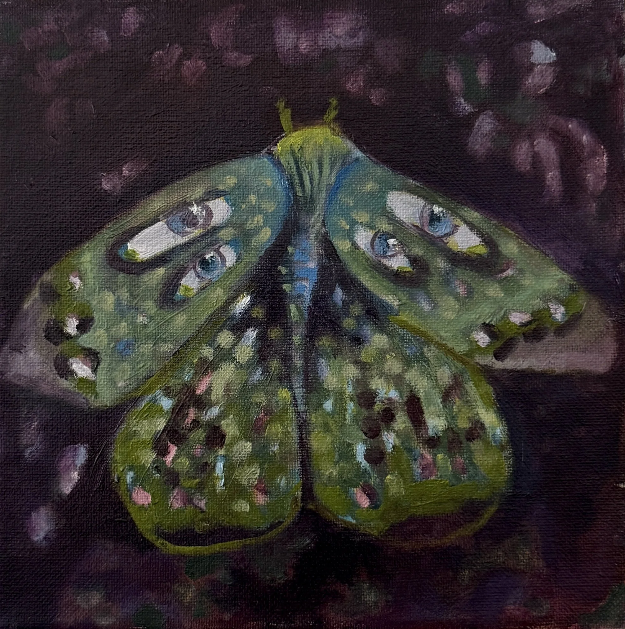 Moth 3
Oil on canvas
8 × 8"
$300