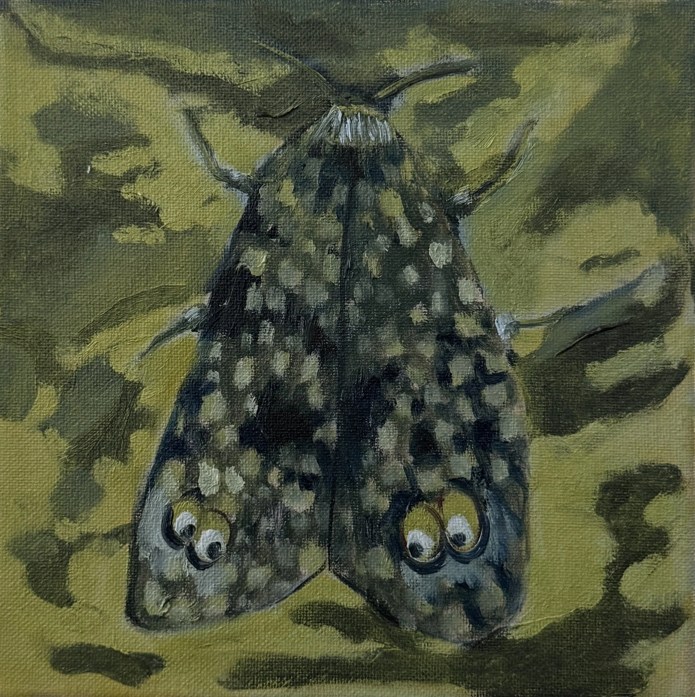Moth 6
Oil on canvas
8 × 8"
$300