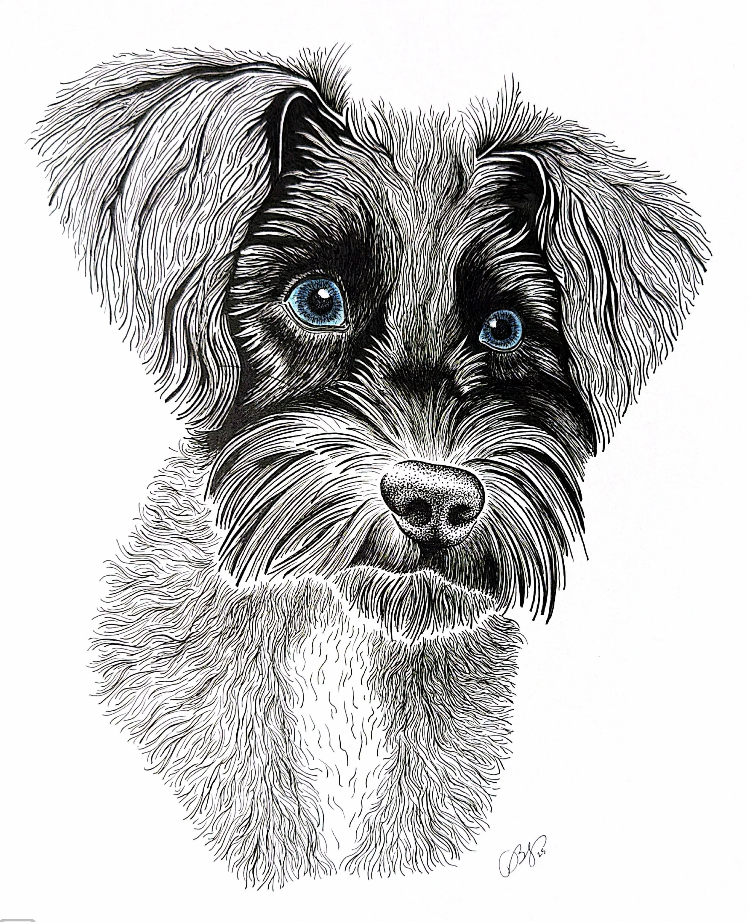Franky - Custom Hand-Drawn Pet Portrait