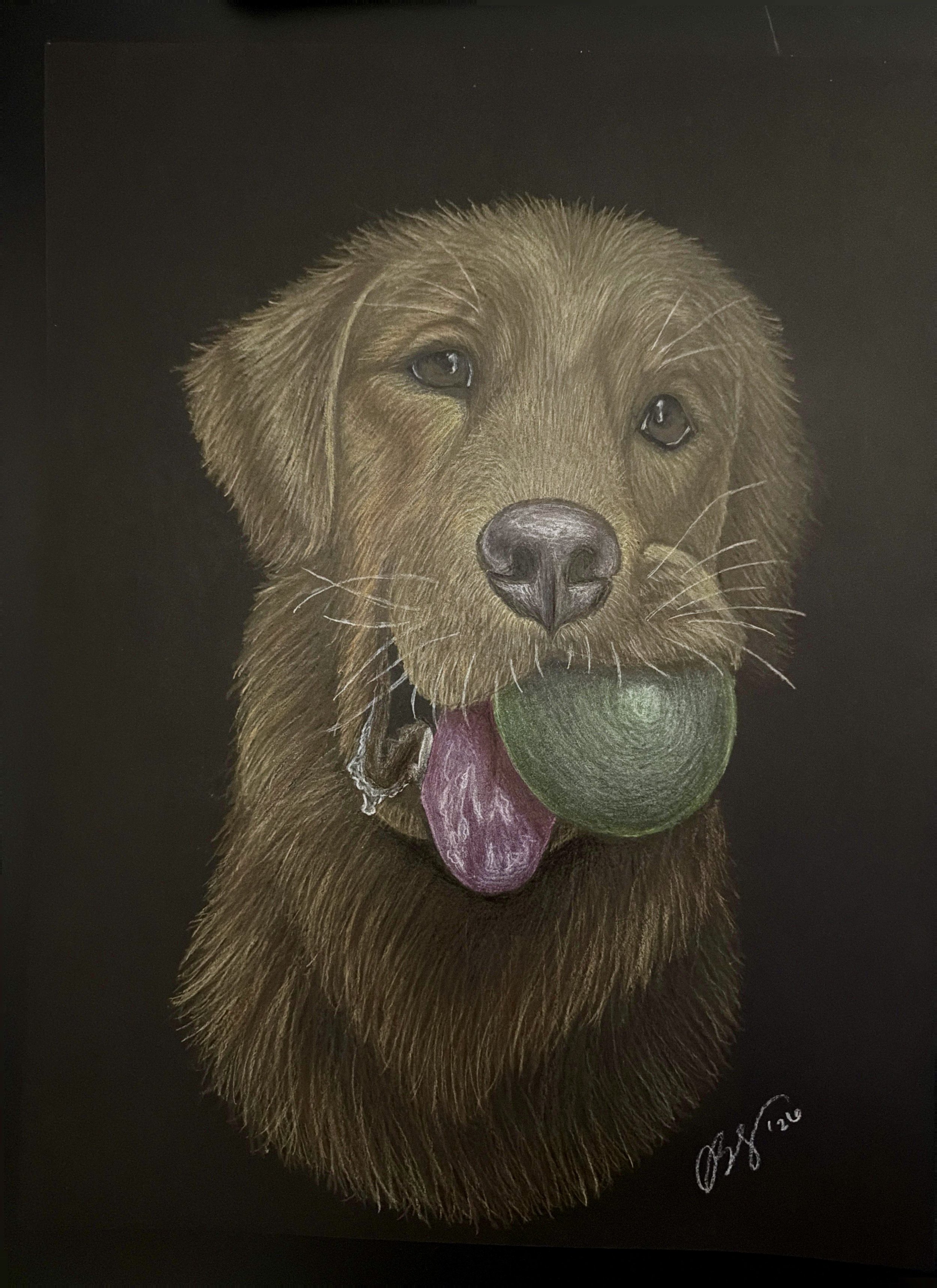 Cosmo - Colored Pencil Pet Portrait