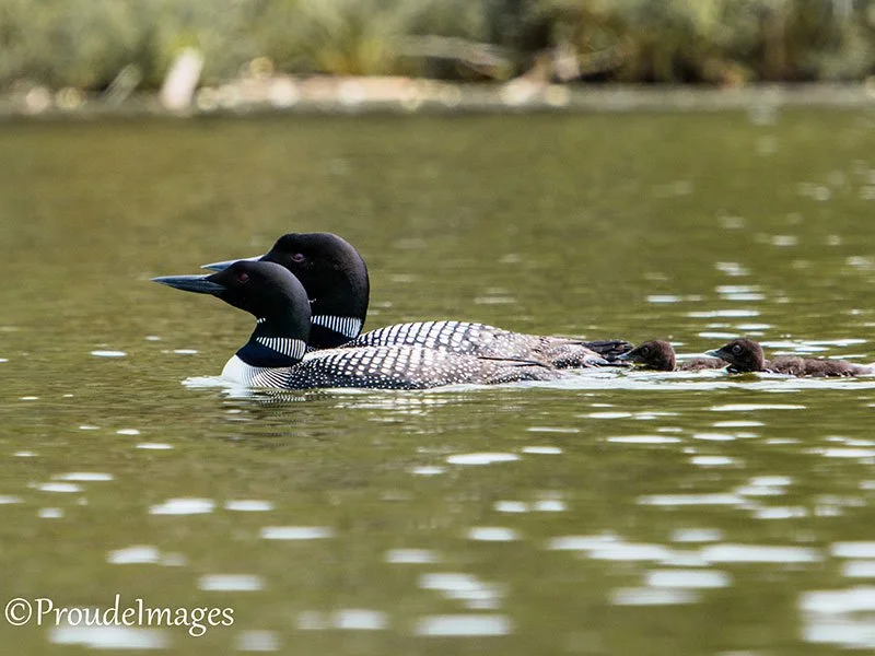 A pair of common loons swimming in a lake with some ducklings between them.