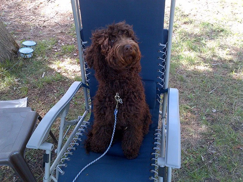 A fluffy brown dog sitting on a blue lawn chair outdoors on grass with trees nearby.