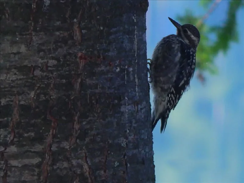 A woodpecker with black and white feathers clings to the side of a tree trunk with a blurred background of blue sky and green leaves.
