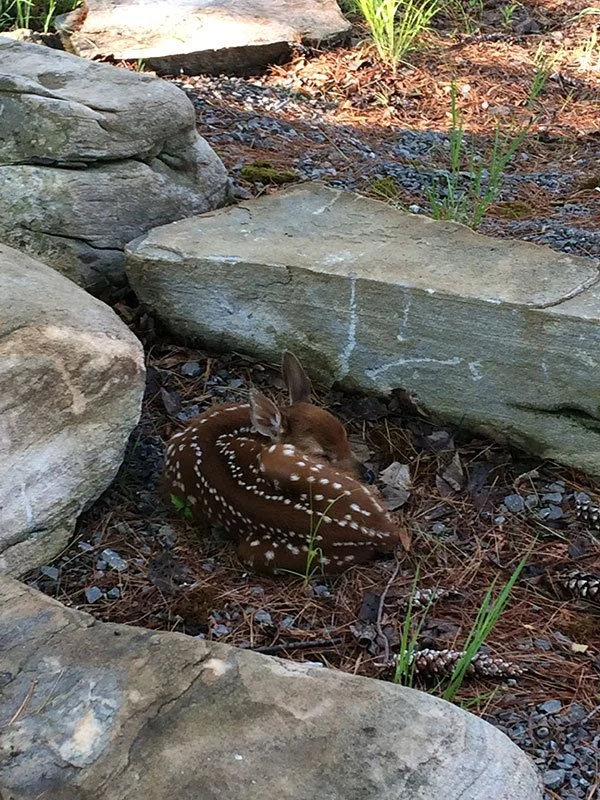 A baby deer curled up sleeping on the ground amidst rocks and small plants.