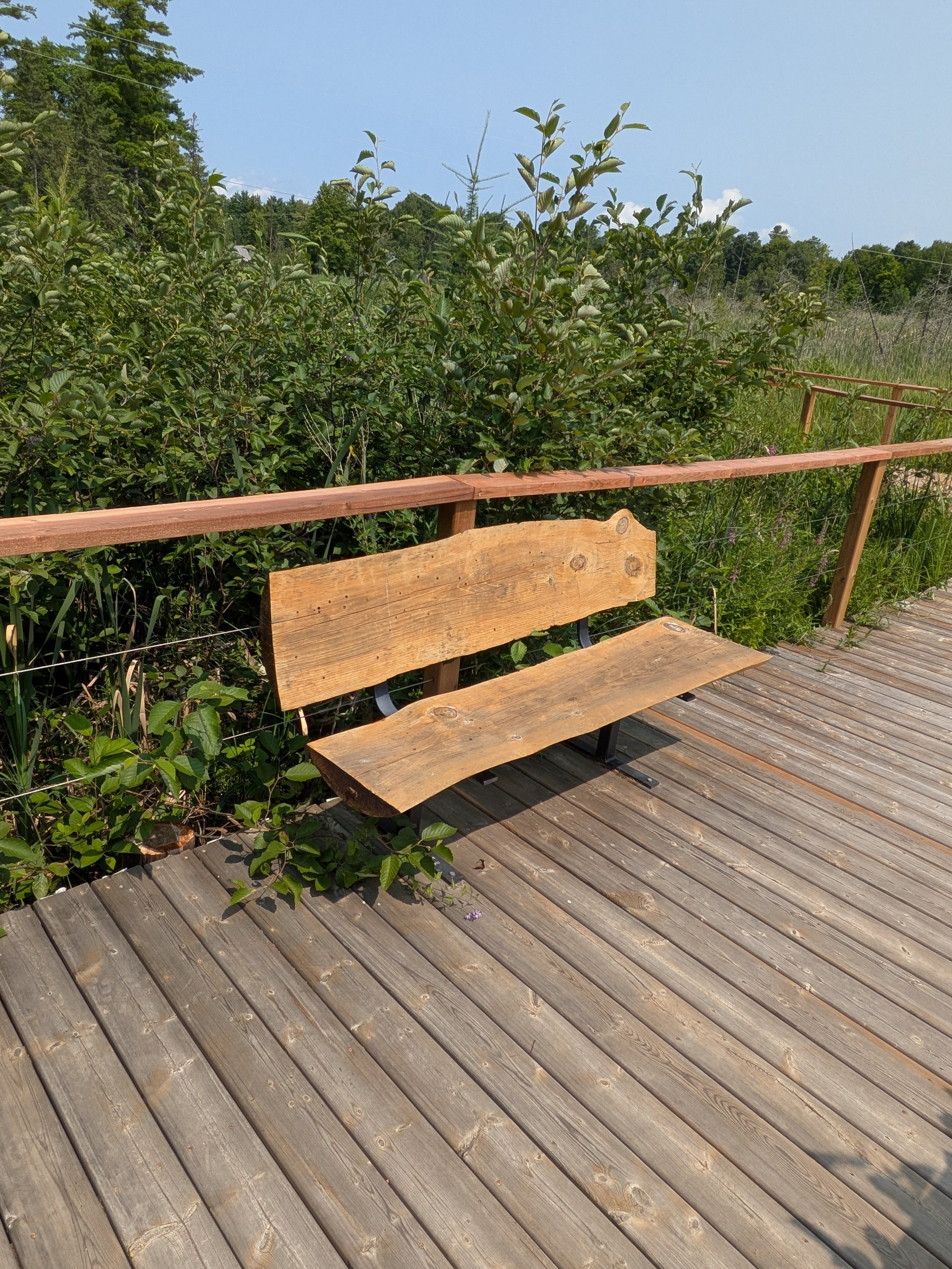 A wooden outdoor bench on a wooden deck next to green bushes and trees under a blue sky.