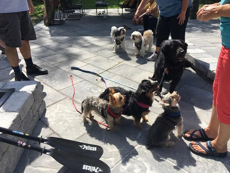 Six dogs on leashes gathered outdoors on a patio near people standing and chatting.