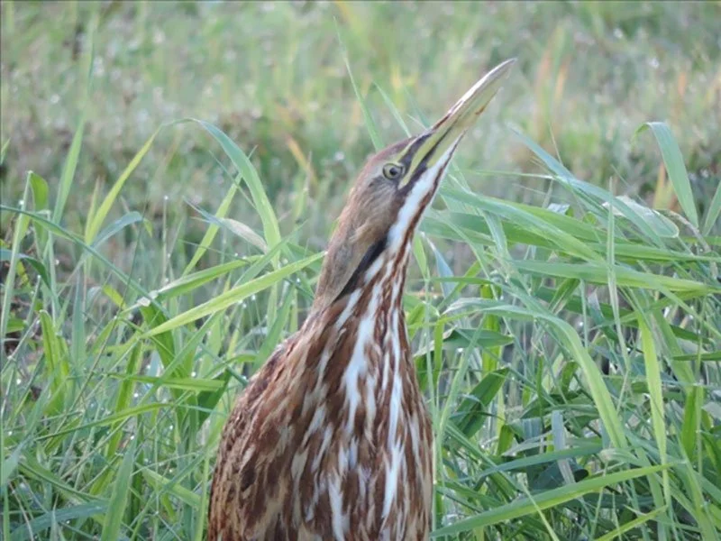 A heron standing among tall green grass in a natural setting.