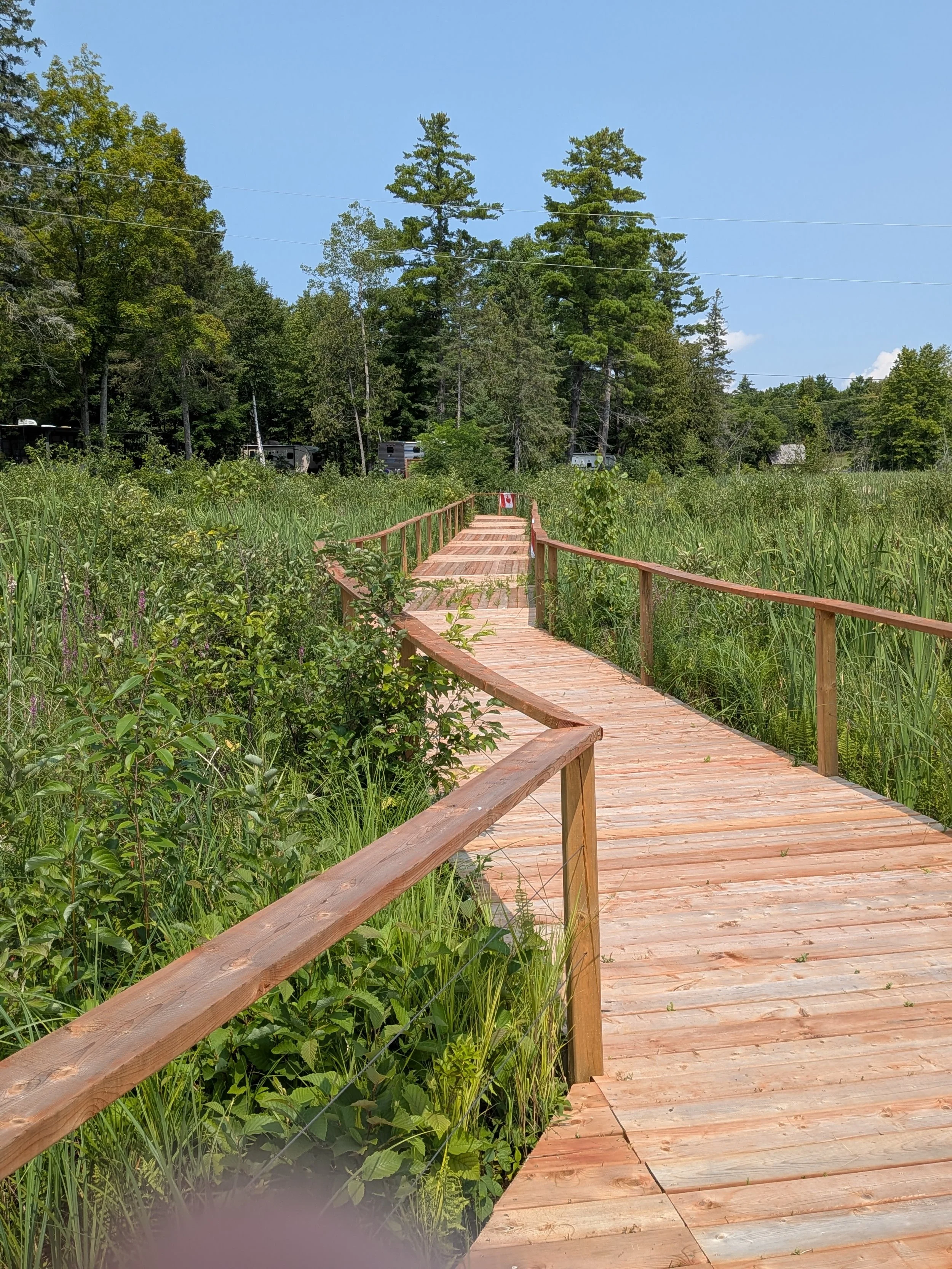 Wooden boardwalk through a lush green wetland with tall grasses and trees, under a clear blue sky.