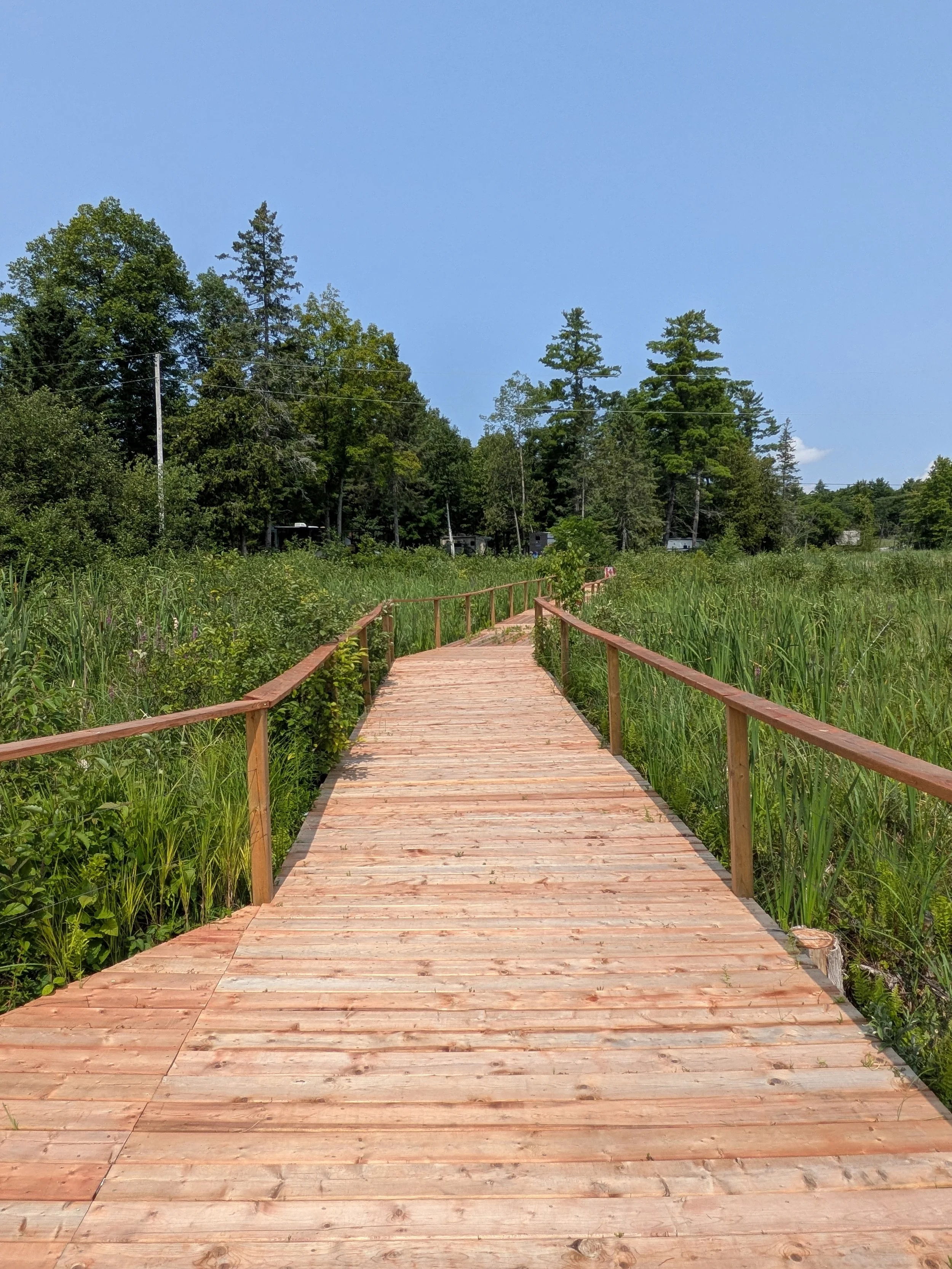Wooden boardwalk surrounded by tall green grass and dense trees under a clear blue sky.