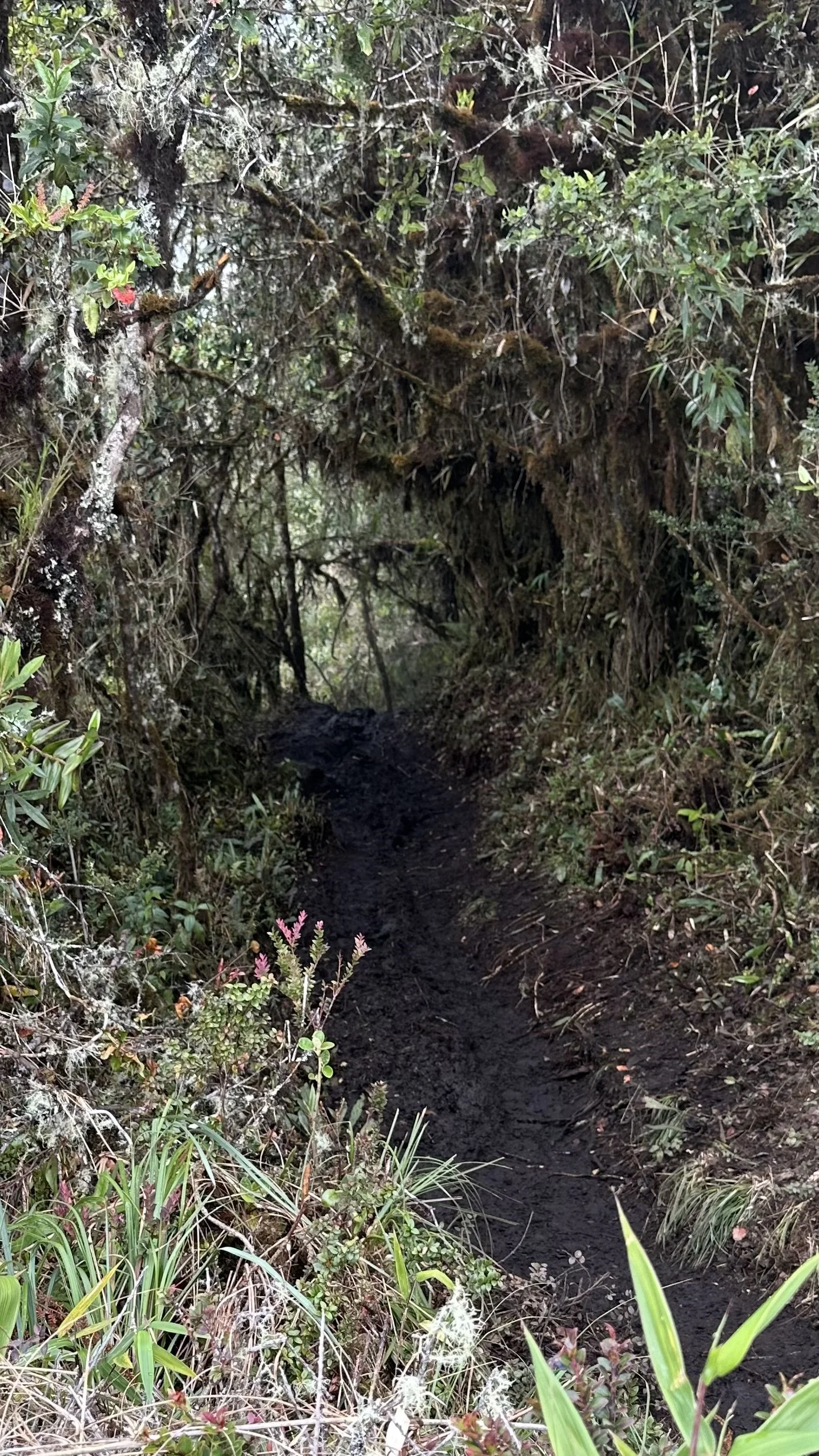 Muddy jungle trail through the cloud forest, Inca Trail Day 3