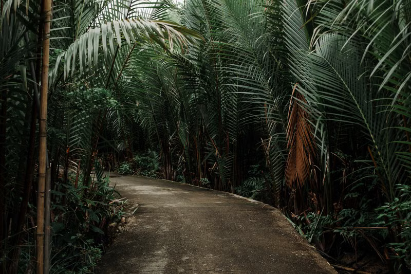 Welcome to the Jungle: Preparing for Your Session