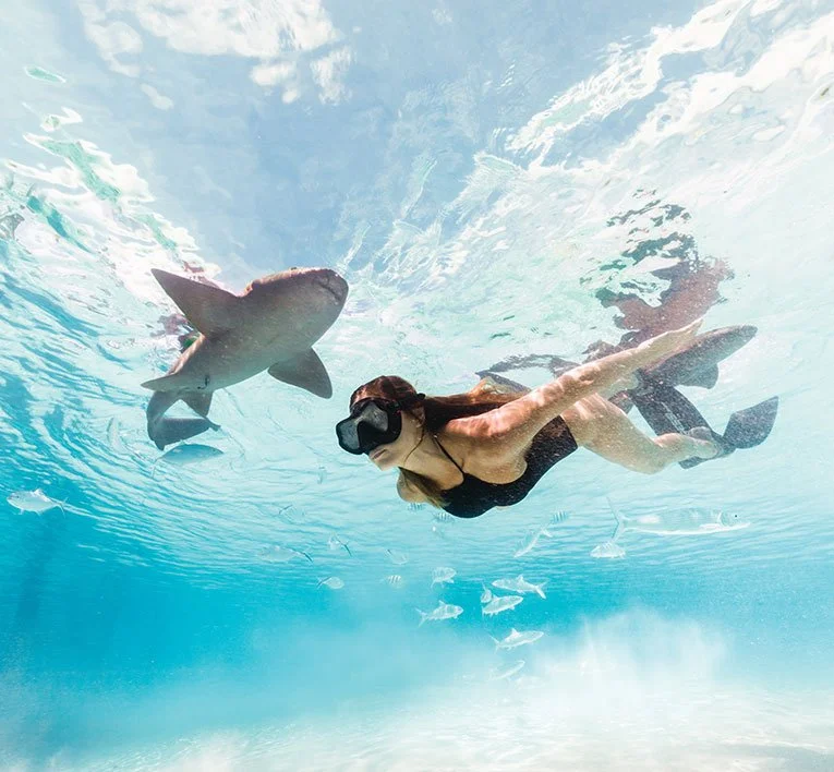 A woman swimming underwater with sharks and fish in the ocean.