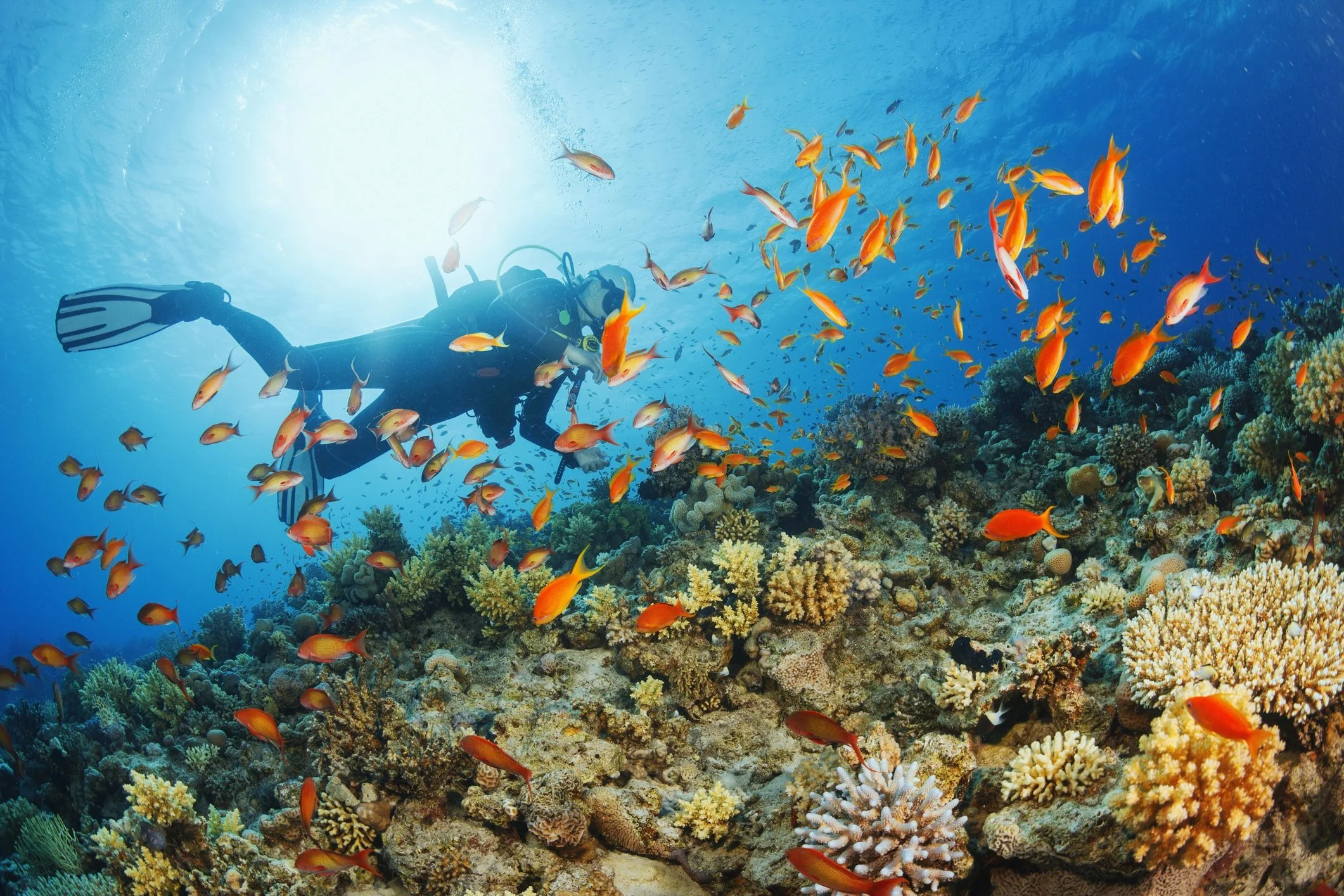 A scuba diver swimming over a vibrant coral reef with many orange and yellow fish.