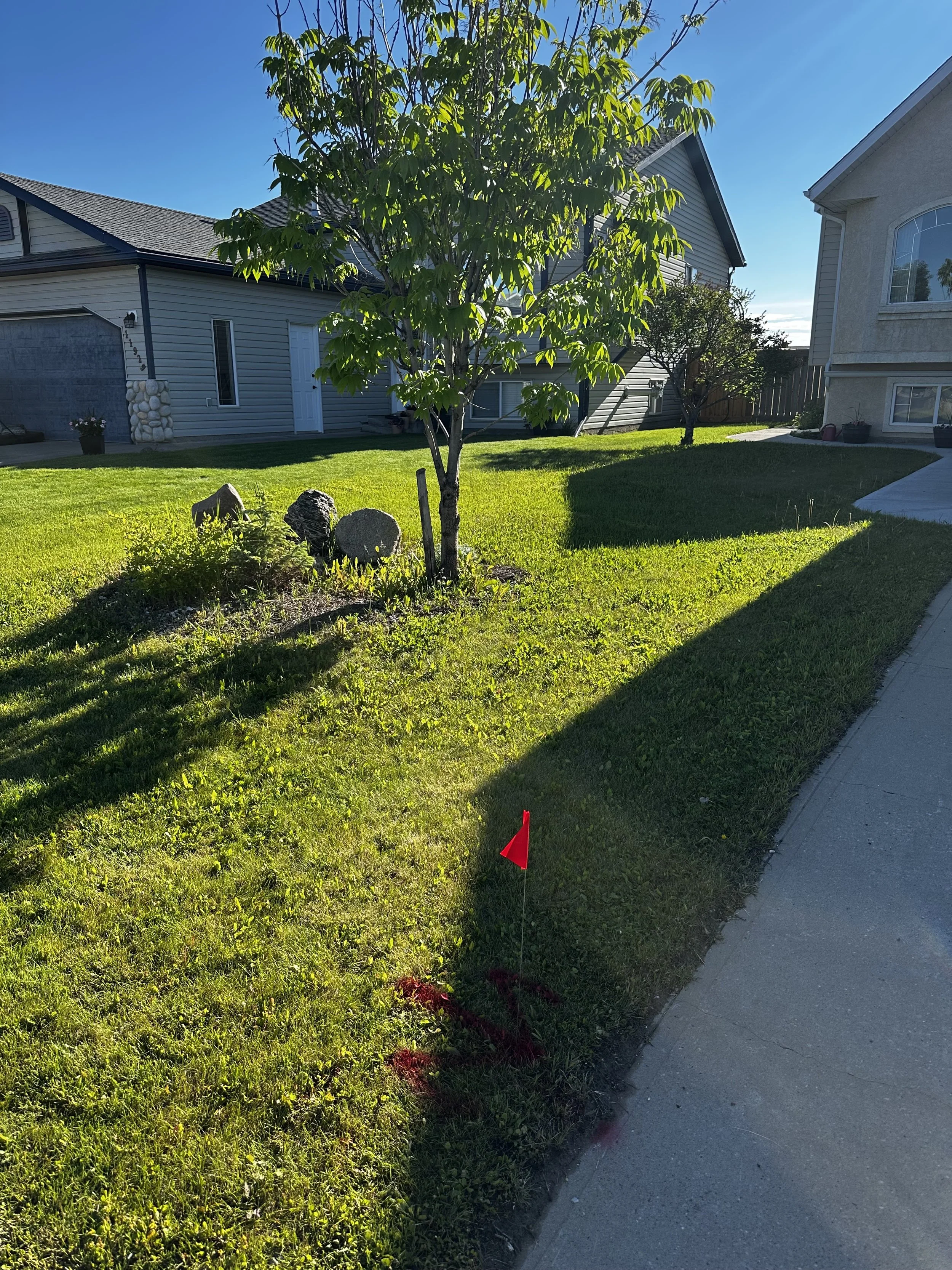A residential backyard with a small tree, well-maintained green grass, and a sidewalk on the right side. There are houses with siding and windows in the background. A red flag marker is planted in the ground near the sidewalk.