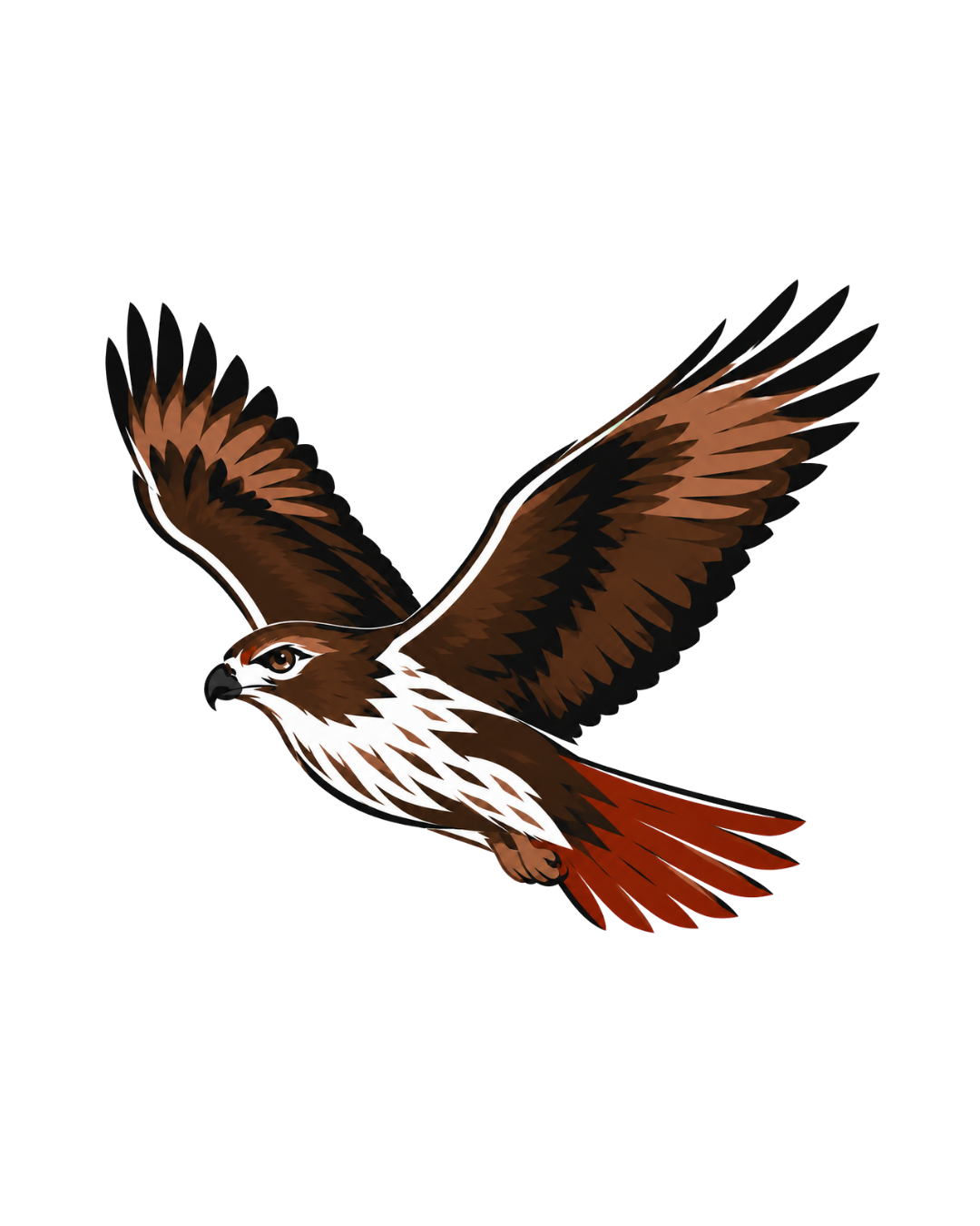 An illustration of a hawk in flight with brown and white feathers, a white chest, and reddish tail feathers.