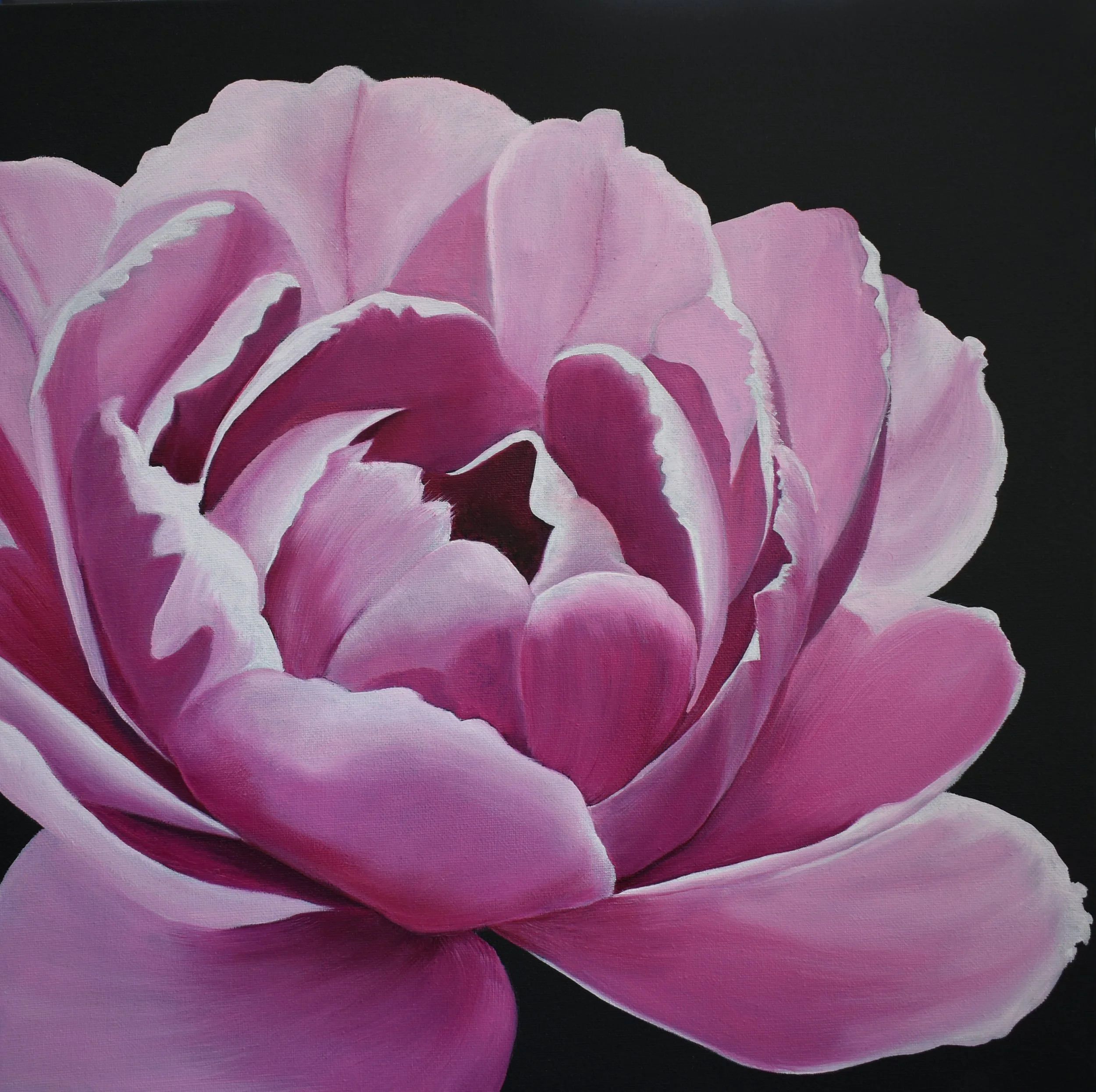 Pink Peony