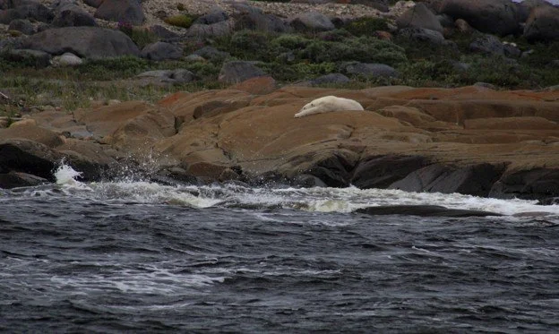 polar.bear.jpg