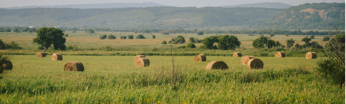 Rolled hay bales scattered across a green field with distant trees and hills in the background.