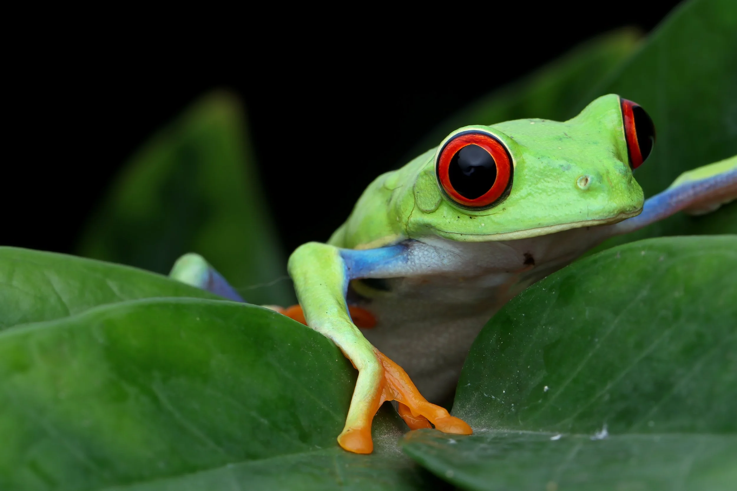 Close-up of a red-eyed tree frog perched on green leaves.