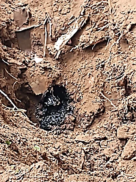 A small black and speckled amphibian or salamander partially buried in brown soil with some roots and a broken piece of wood.