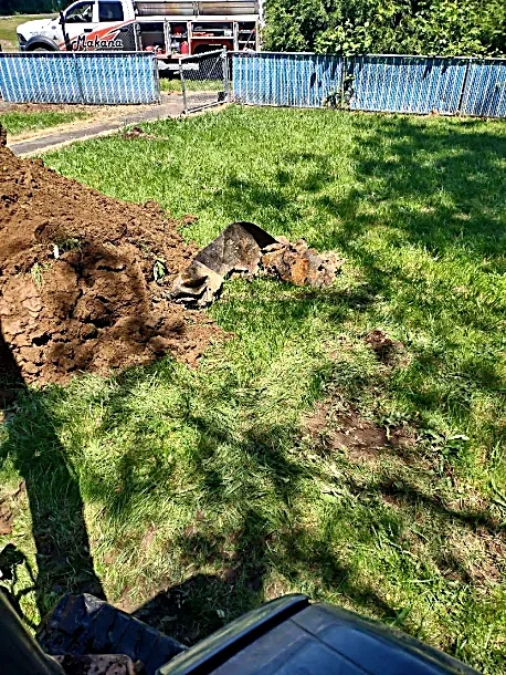 A construction site with a partially dug trench in a grassy yard, a dog resting in the shade, and a fenced area with a row of trees in the background.