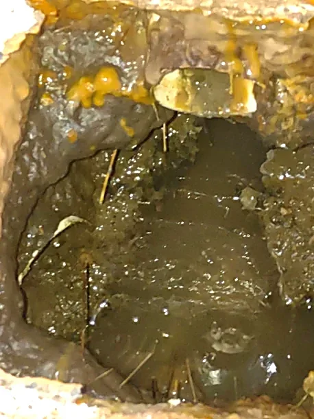 Close-up of a clogged drain with dark, greasy buildup and dirt particles.