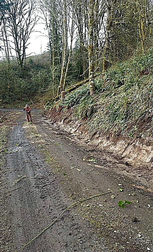 Person walking along a dirt trail in a forest with trees and ferns on the hillside.