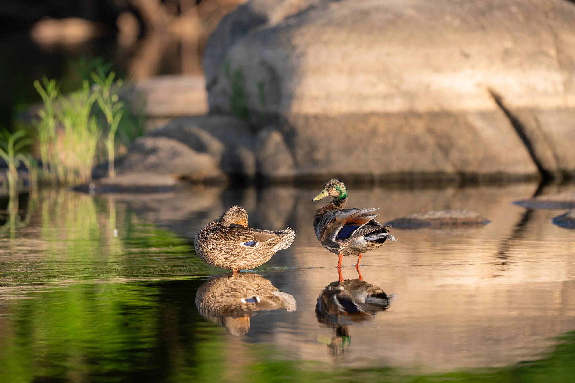 Two ducks standing in shallow water near rocks, green plants, and a blurred background.